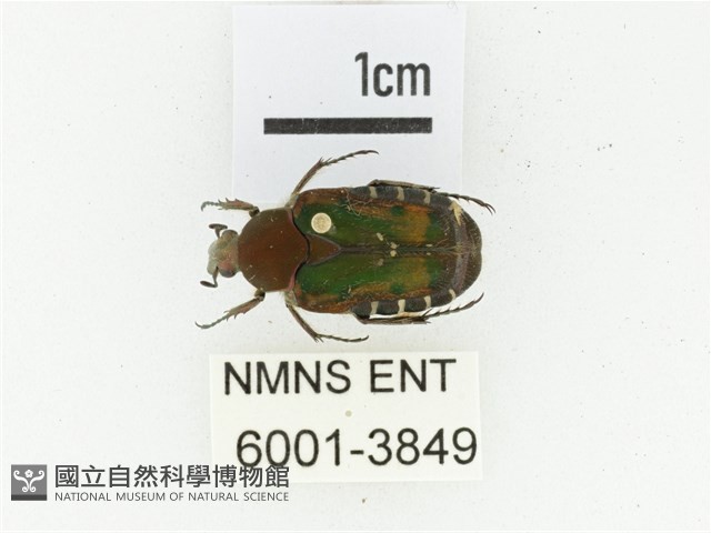 黑斑陷紋金龜藏品圖，第1張
