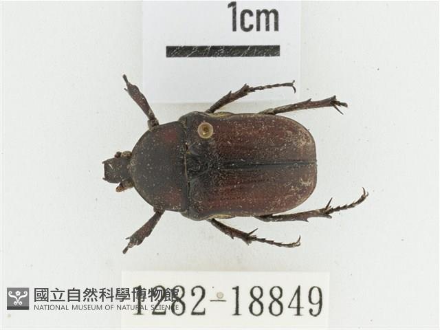 臺灣高山褐騷金龜藏品圖，第1張