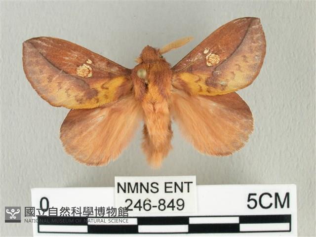 竹黃斜帶枯葉蛾藏品圖，第1張