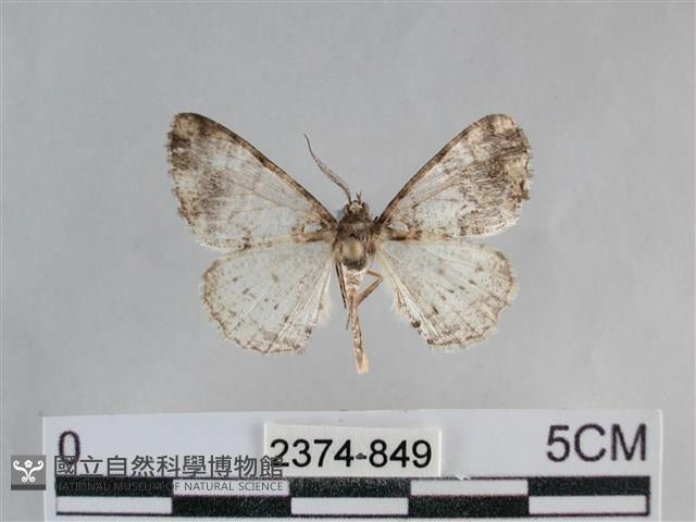 雙峰霜尺蛾藏品圖，第1張