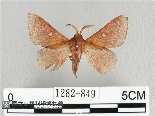 月斑枯葉蛾藏品圖，第1張