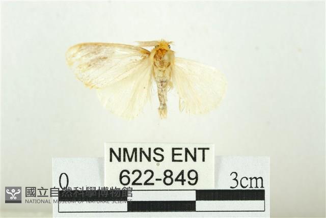 寬紋黃毒蛾藏品圖，第1張