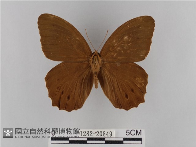 褐翅蔭眼蝶藏品圖，第1張