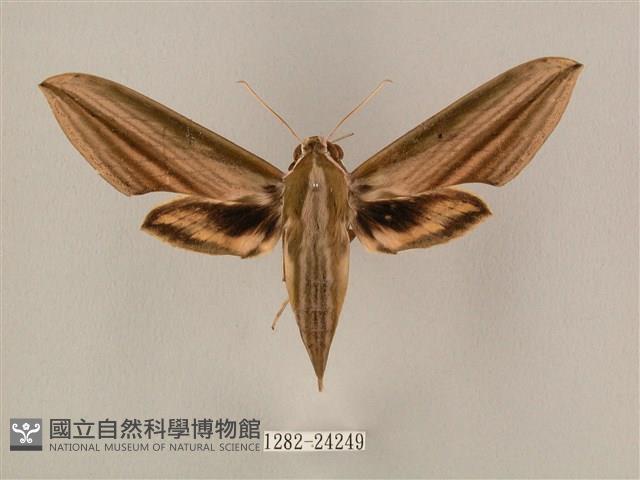 棕綠背線天蛾藏品圖，第1張