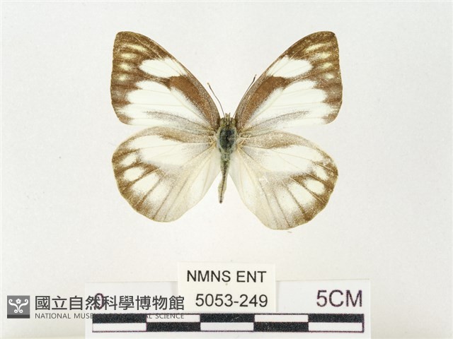 鑲邊尖粉蝶藏品圖，第1張