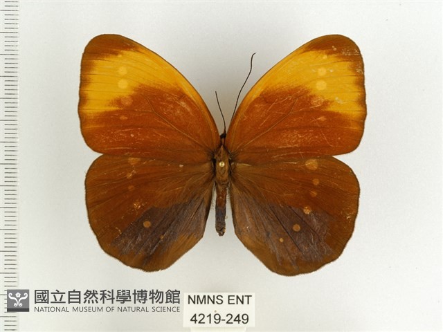 串珠環蝶藏品圖，第1張