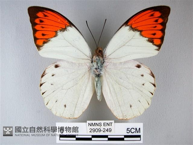 橙端粉蝶、端紅蝶藏品圖，第1張