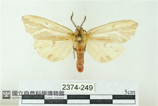 赭新污燈蛾藏品圖，第1張