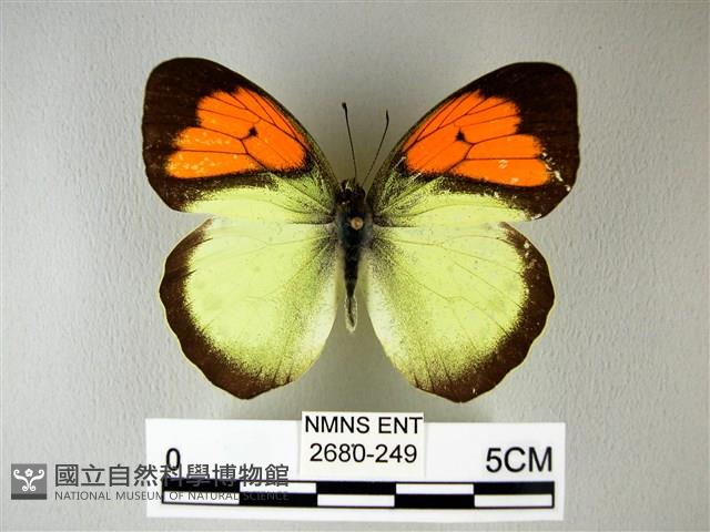 異粉蝶、雌白黃蝶藏品圖，第1張
