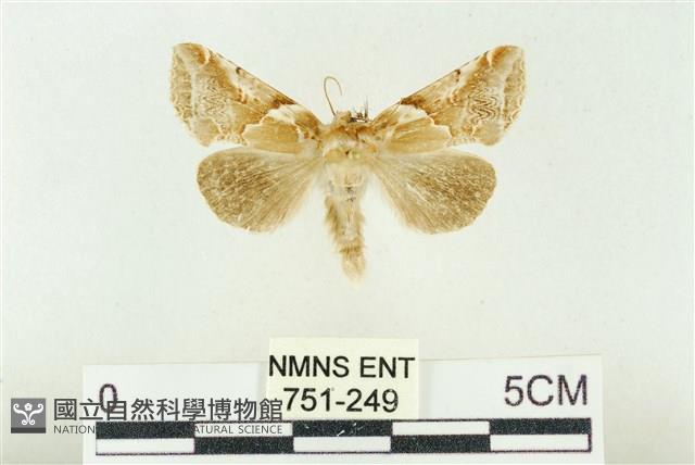 寬帶波紋蛾藏品圖，第1張