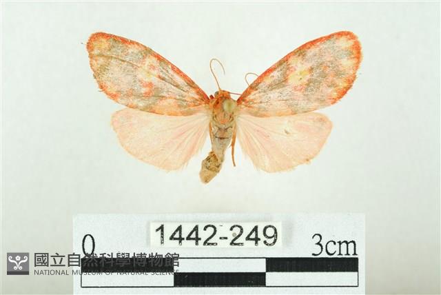 三色豔苔蛾藏品圖，第1張