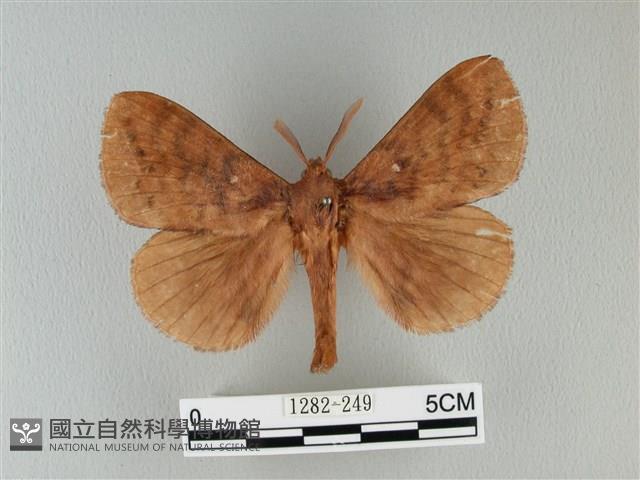 波紋枯葉蛾藏品圖，第1張