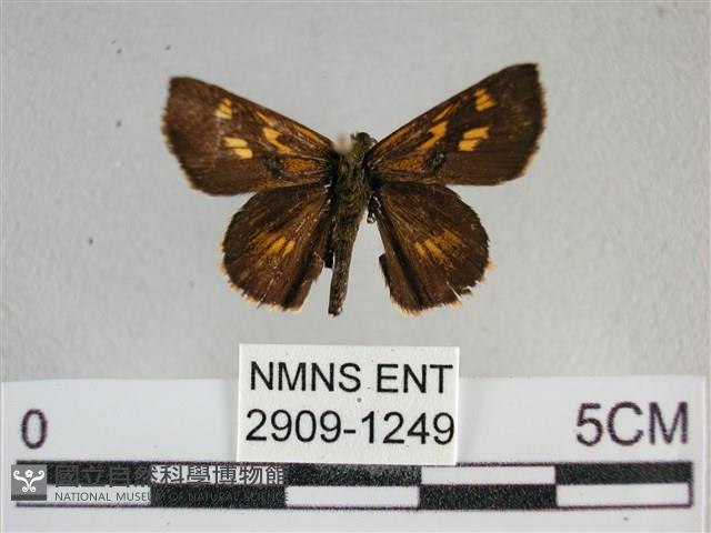 黃星弄蝶藏品圖，第1張