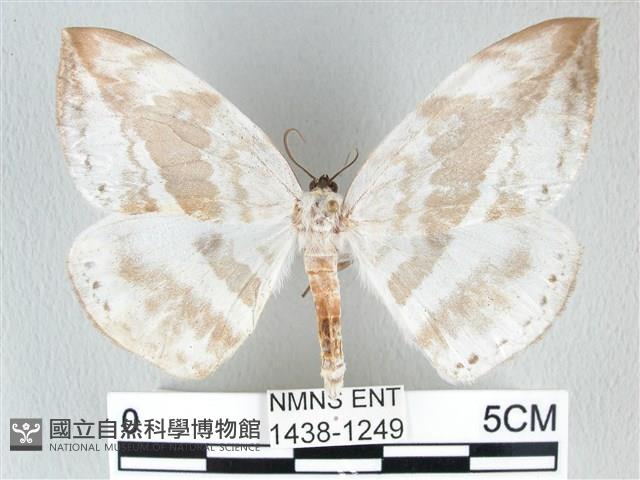 圓翅大鉤蛾藏品圖，第1張