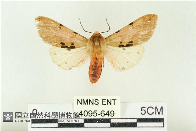 棍棒污燈蛾藏品圖，第1張