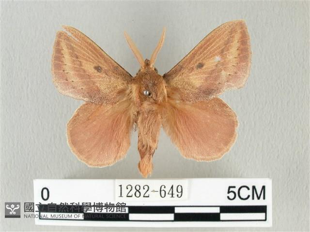 淡紋斜帶枯葉蛾藏品圖，第1張