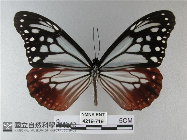 大絹斑蝶藏品圖，第1張
