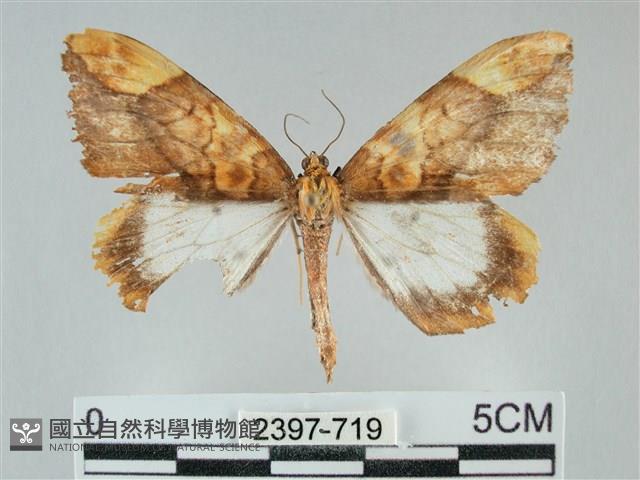 枯葉尺蛾藏品圖，第1張