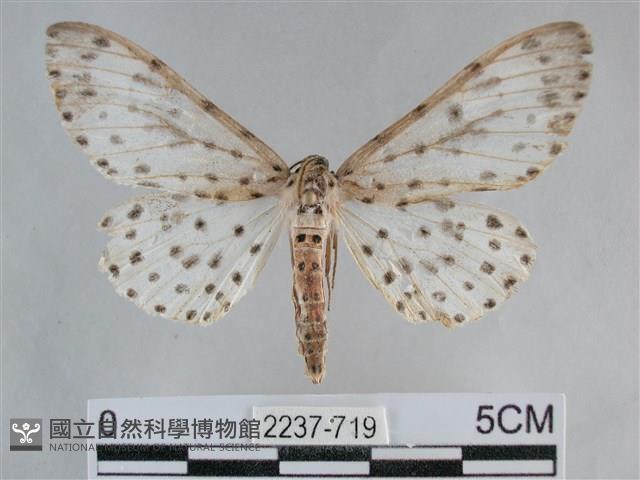 大胡麻斑星尺蛾藏品圖，第1張