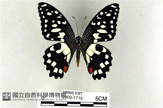 花鳳蝶、無尾鳳蝶藏品圖，第1張