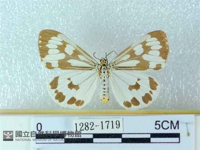 粉蝶燈蛾藏品圖，第1張