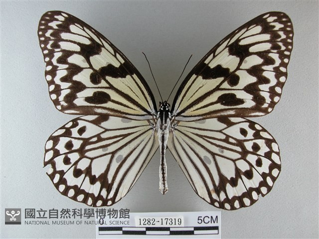 大白斑蝶藏品圖，第1張