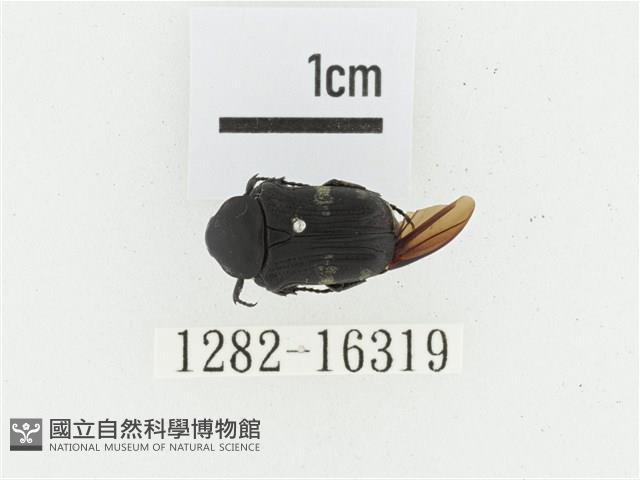 偽橫斑黑花金龜藏品圖，第1張