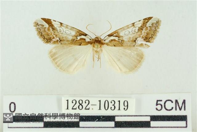 臺美波紋蛾藏品圖，第1張