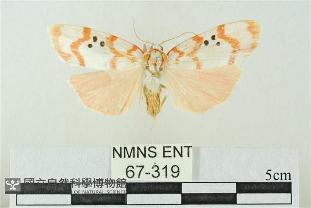 臺雪苔蛾藏品圖，第1張