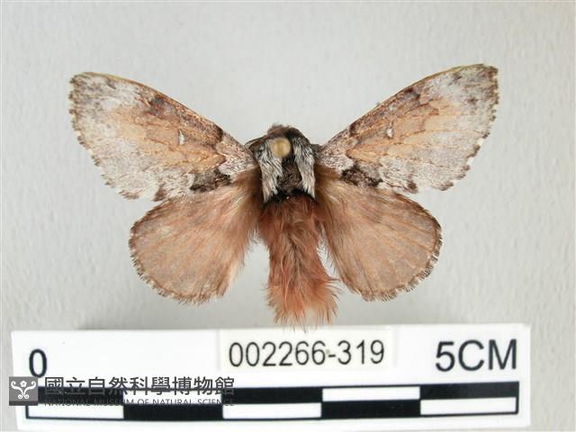 銀肩枯葉蛾藏品圖，第1張