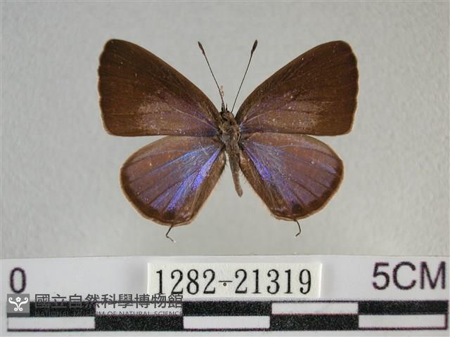 雅波灰蝶藏品圖，第1張