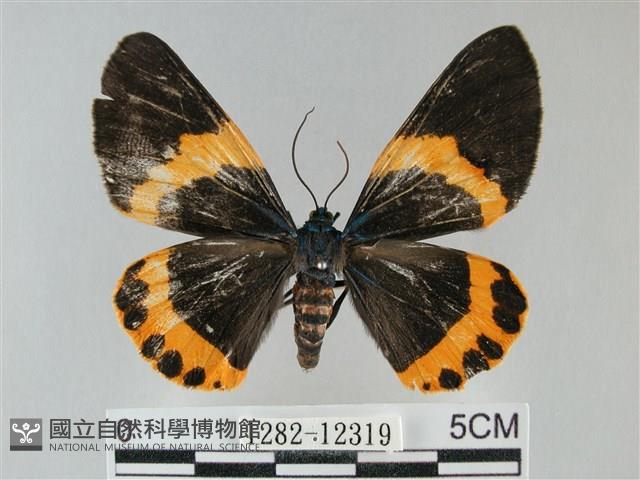 橙帶藍尺蛾藏品圖，第1張