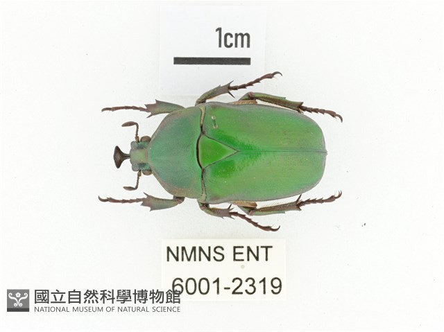 臺灣扇角金龜藏品圖，第1張