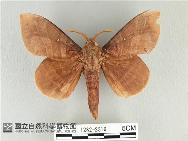 松大毛蟲藏品圖，第1張