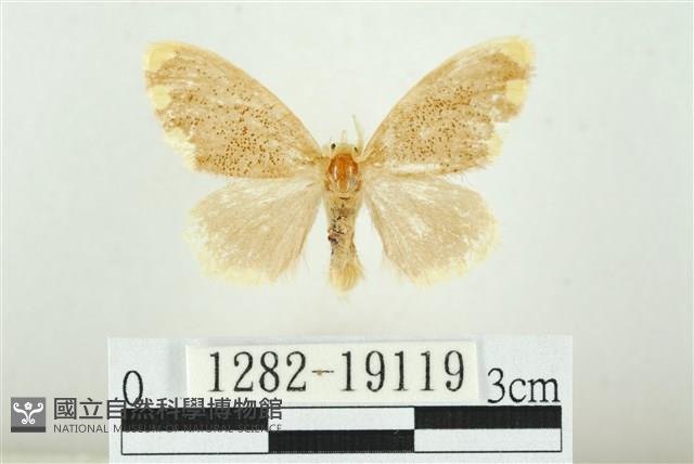 黑翅黃毒蛾藏品圖，第1張