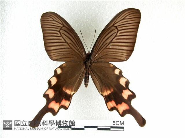長尾麝鳳蝶藏品圖，第1張