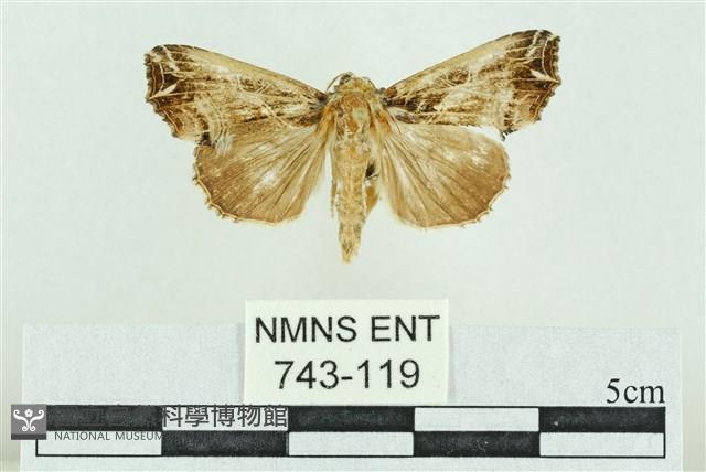 粉紅帶散紋夜蛾藏品圖，第1張