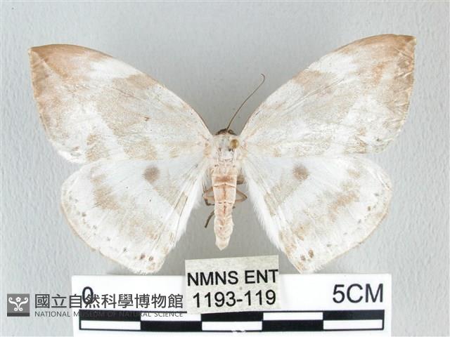 圓翅大鉤蛾藏品圖，第1張