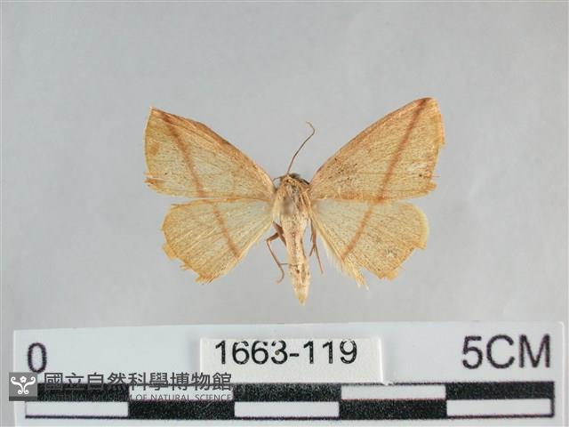 澄線尺蛾藏品圖，第1張