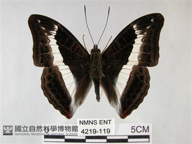 紫俳線蛺蝶藏品圖，第1張