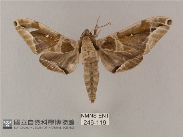 白點天蛾 藏品圖，第1張