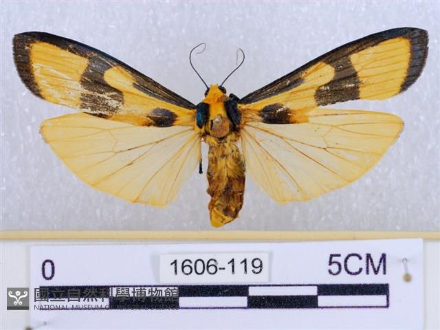 閃光苔蛾藏品圖，第1張