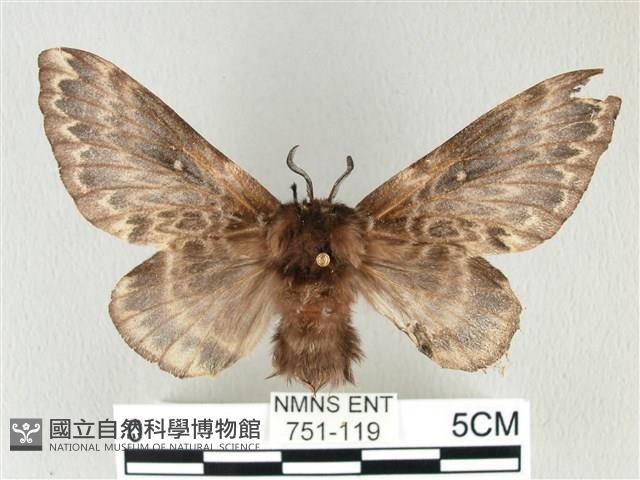 彌新冥枯葉蛾藏品圖，第1張