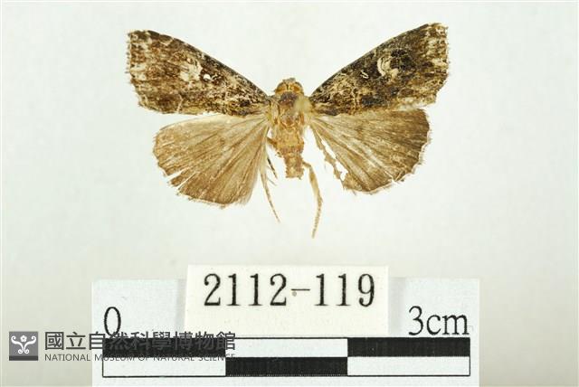 白斑散紋夜蛾藏品圖，第1張