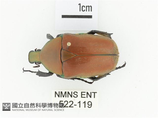 毛翅騷金龜藏品圖，第1張