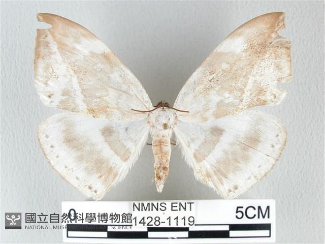 圓翅大鉤蛾藏品圖，第1張