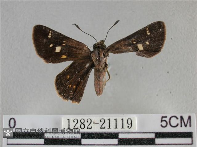 臺灣赭弄蝶藏品圖，第1張