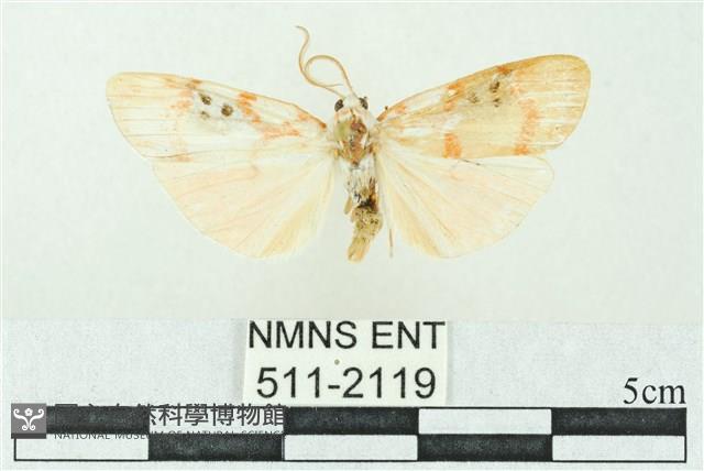 臺雪苔蛾藏品圖，第1張