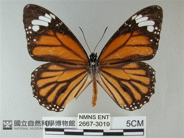 黑脈樺斑蝶藏品圖，第1張