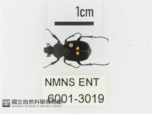 血紅虎斑花金龜藏品圖，第1張